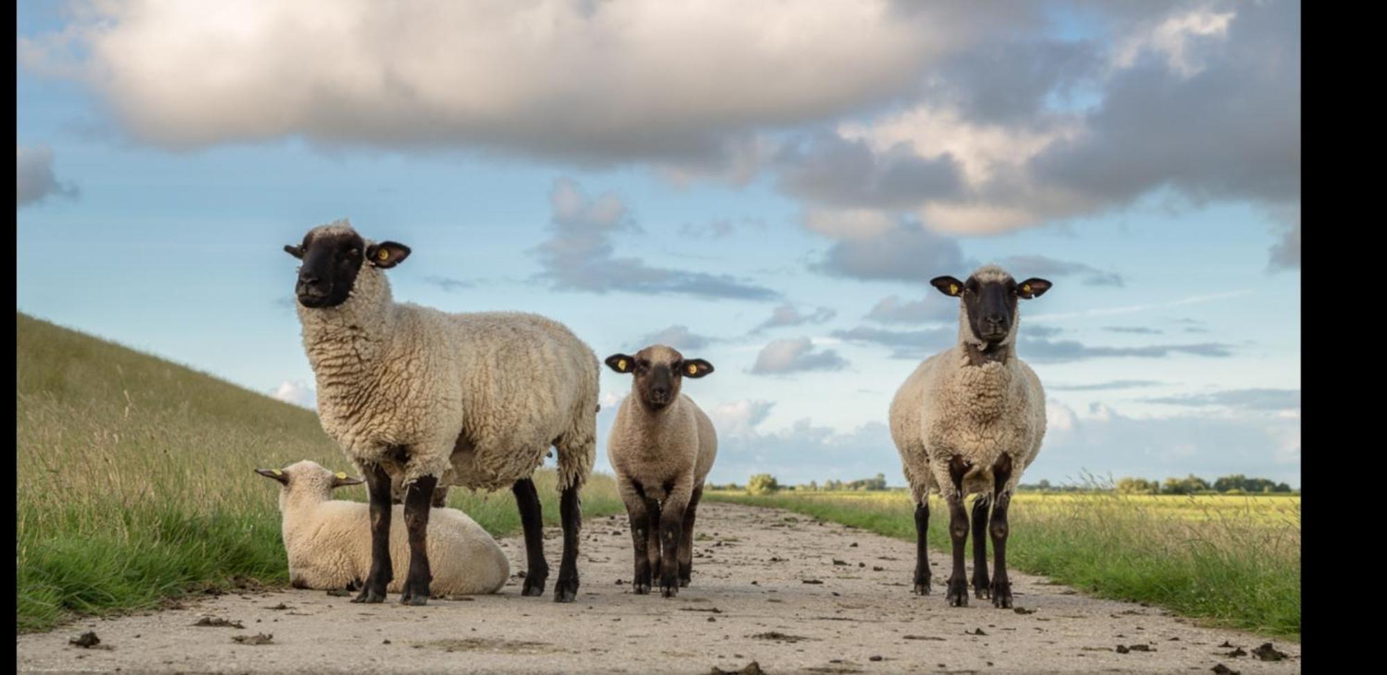Am Alten Siel Wilhelmshaven Dış mekan fotoğraf